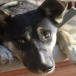 dog 1