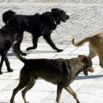 σκυλιάευβοια