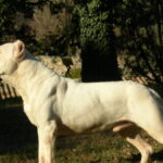 σκυλακιεφ 1