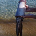 θραψαλοκρητη