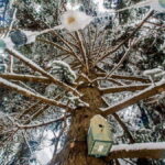 κεδραχιονι