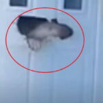 σκυλοςπορτα