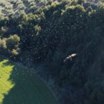 ψαρονια εξω