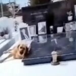 σκιλοσταφοσ