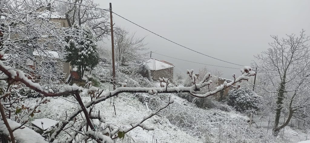 κουμαριτσι3 10