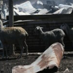 ζωακια φωτια