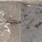 κατσαριδεςς