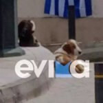 κυμη σκυλος