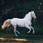 αλογοβολοσ