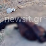 αλογοχαλκτιδα