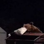 αρκουτδιτσα