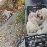 κουταβακια χαλκ