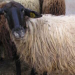 παπαππαπφφφφφ