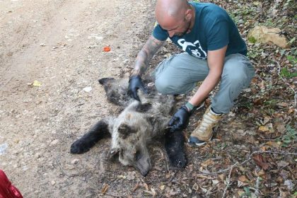 , Αποτροπιασμός στη Φλώρινα: Λαθροκυνηγός σκότωσε αρκουδάκι &#8211; Έφερε δύο τραύματα από όπλο