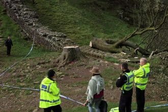 , Βρετανία: Βάνδαλοι έκοψαν το εμβληματικό δέντρο του Ρομπέν των Δασών στο εθνικό πάρκο του Νορθάμπερλαντ