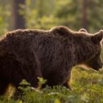 αρκουδα καφε