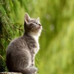 γατακι λέσβος