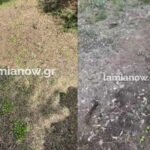 ελιες αχινος