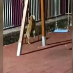 κον αλεπουδες