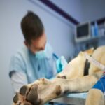 κτηνοβασια