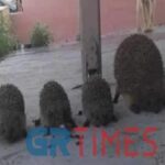 σκαντζοχοι