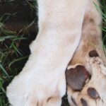 σκυλι κτηνωδια