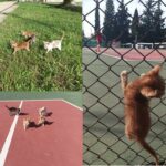 τσιτσιπακια