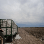 ιλεκτοπλιξια