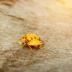 κοριοι σπιτι