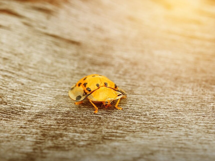 κοριοι σπιτι