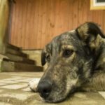 σκιλοσ κοριοι