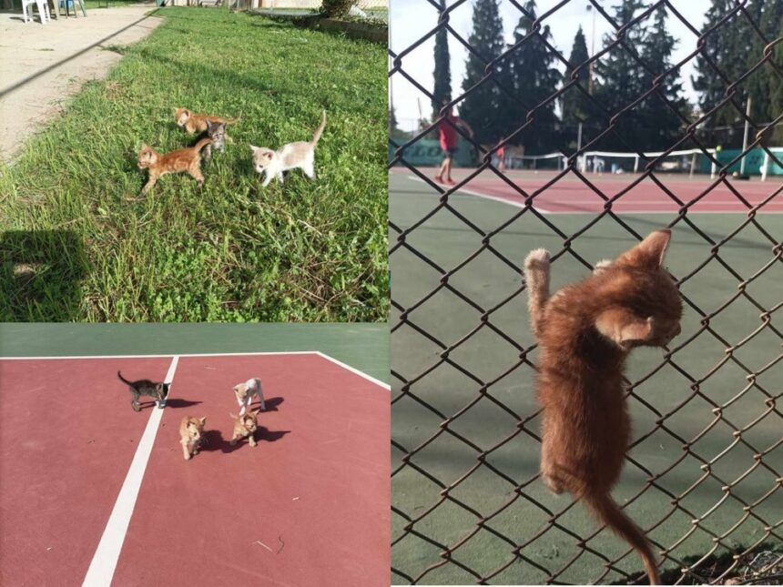 τσιτσιπακια