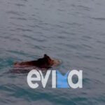 αγριογουρουνο ευβοια