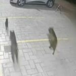 γατες πιτπμπουλ
