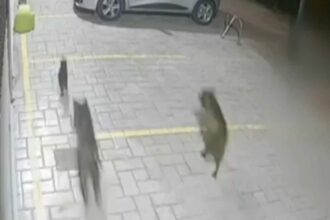 γατες πιτπμπουλ