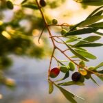 εκλεψαν ελιες