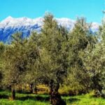 ελιεσσσ αιτ