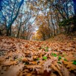 εξω πουγκακια