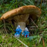 μανιταράκια