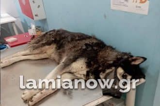 Απίστευτη κτηνωδία στην Αράχωβα: Τι λέει ο ιδιοκτήτης του Όλιβερ - Έρευνα από την Πανελλήνια Ένωση κατά της κακοποίησης ζώων - ΒΙΝΤΕΟ