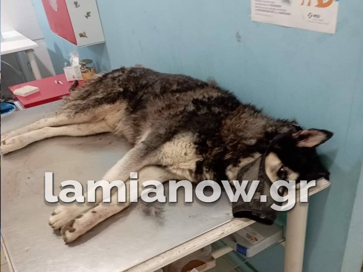 Απίστευτη κτηνωδία στην Αράχωβα: Τι λέει ο ιδιοκτήτης του Όλιβερ - Έρευνα από την Πανελλήνια Ένωση κατά της κακοποίησης ζώων - ΒΙΝΤΕΟ