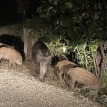 ΑΓΡΙΟΓΟΥΡΟΥΝΟ