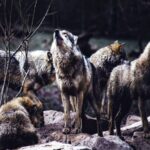 λυκοι αγέλες