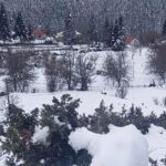 νεχωρι δεντρο