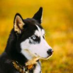 οοολλλιβββεεερρρ