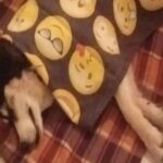 οοολλλιωωωεεερρρ