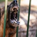 σκυλι αγριο