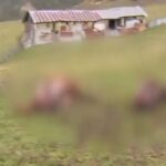 αλοογα γρεβενα