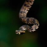 Larisa Fi 1554403 oxia