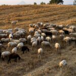 provata 1907 1920 1080 new